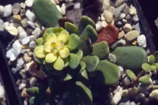 Sedum laxum
