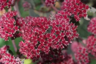 Sedum 'Marchants Best Red' (Selectie)