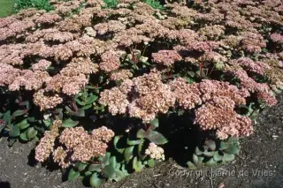 Sedum 'Matrona'