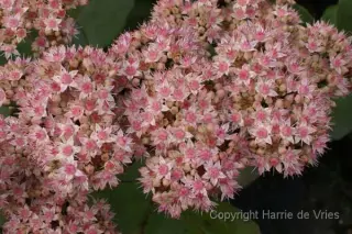 Sedum 'Matrona'