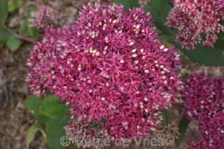 Sedum 'Mr. Goodbud'