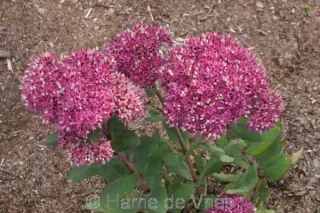 Sedum 'Mr. Goodbud'