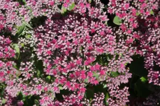 Sedum 'Pillow Talk'
