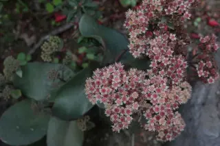 Sedum 'Plum Dazzled'