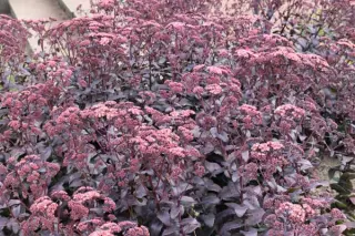 Sedum 'Purple Emperor'