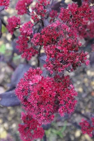 Sedum telephium 'Red Rum'