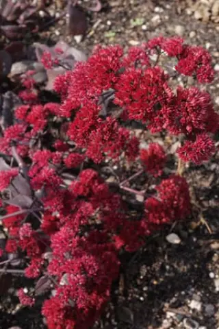 Sedum telephium 'Red Rum'