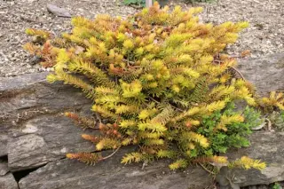 Sedum rupestre 'Angelina'