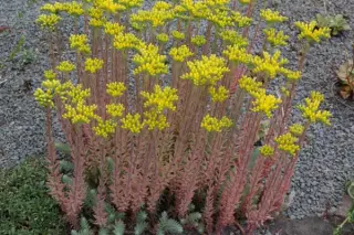 Sedum rupestre 'Silver'
