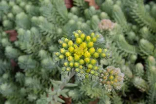 Sedum rupestre 'Silver'