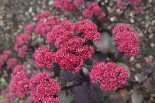 Sedum 'Rütteberg'