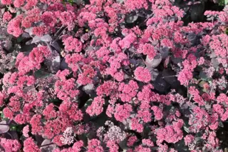 Sedum 'Rütteberg'