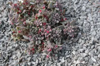 Sedum x sedoro 'Blue Elf'