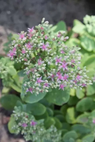 Sedum spectabile 'Hot Stuff'