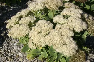 Sedum spectabile 'Iceberg'