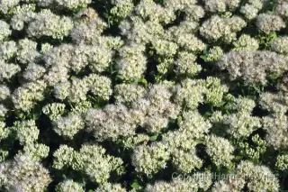 Sedum spectabile 'Iceberg'