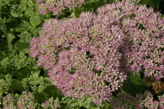 Sedum spectabile Steven Ward