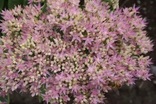 Sedum spectabile Steven Ward