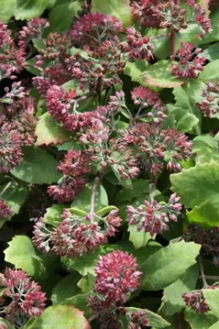 Sedum telephium fabaria