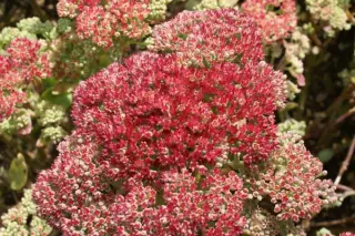 Sedum telephium 'Munstead Red'