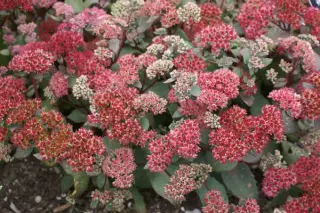 Sedum telephium 'Red Cauli'