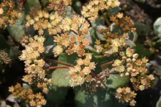 Sedum telephium 'Ringmore Ruby'