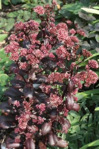 Sedum 'Thunderhead'