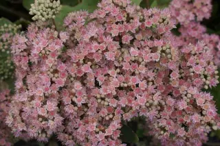 Sedum 'Veluwse Wakel'