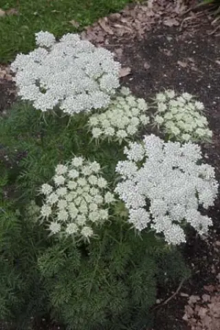 Selinum sp. Cc 6869