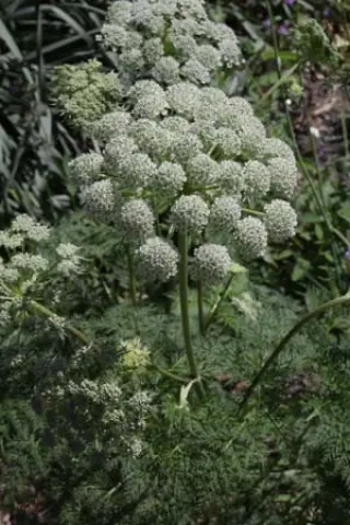 Selinum sp. Cc 6869