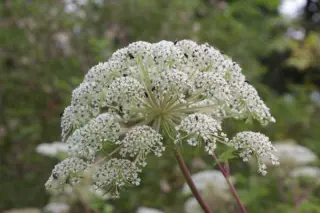 Selinum wallichianum (tenuifolium)