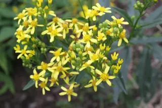 Senecio doria