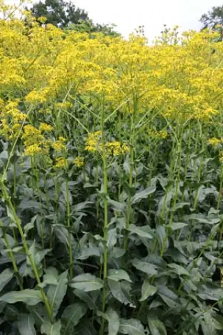 Senecio doria
