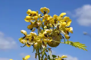 Senna hebecarpa (Cassia hebecarpa)