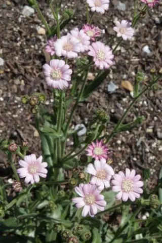 Senecio polyodon 'Joe's Old Rose'