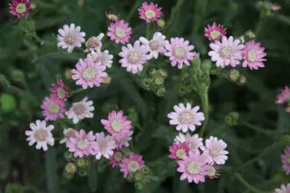 Senecio polyodon 'Joe's Old Rose'