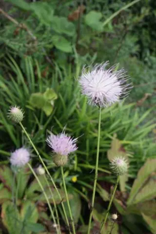 Serratula alatavica