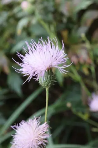 Serratula alatavica