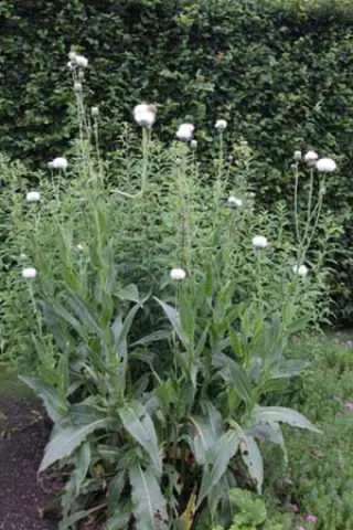 Serratula bulgarica (syn. Klasea bulg.)