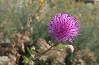 Serratula gmelinii