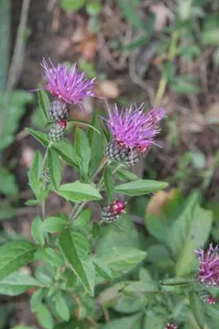 Serratula quinquefolia