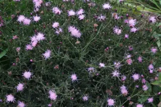 Serratula seoanei