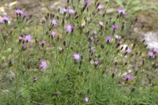 Serratula seoanei