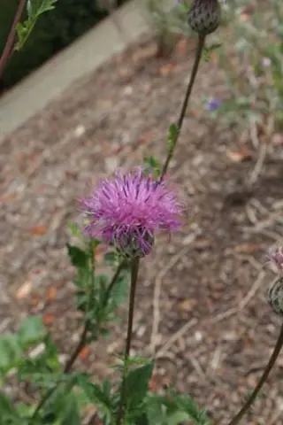 Serratula tinctoria