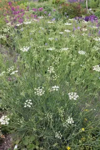 Seseli elatum osseum