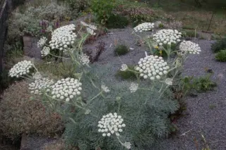 Seseli gummiferum