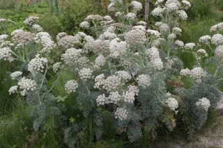 Seseli gummiferum