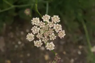 Seseli hippomaranthum