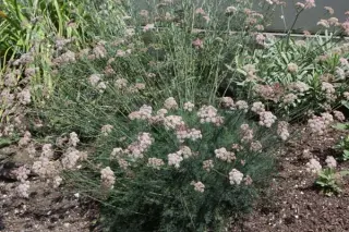 Seseli montanum