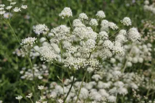 Seseli pallasii